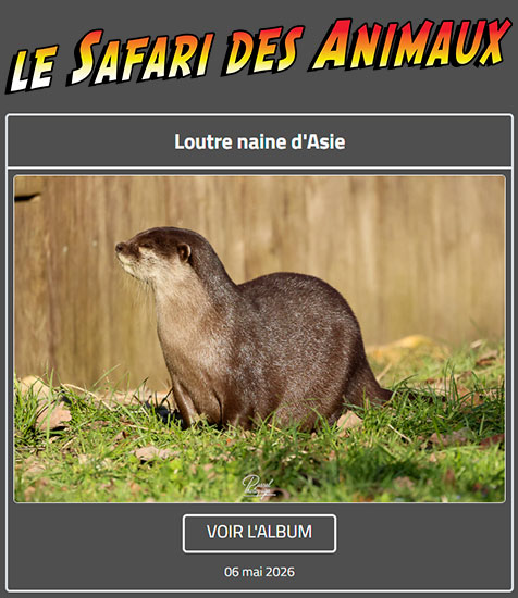 LOUTRE NAINE D'ASIE