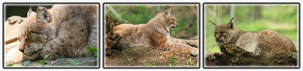 Lynx de Sibérie