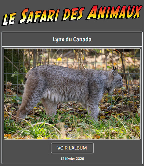 MANGABEY À VENTRE DORÉ