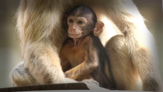 Beauval - Les macaques de Barbarie