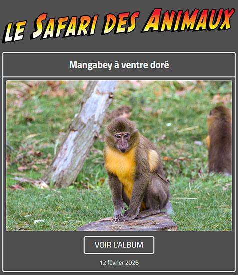 MANGABEY À VENTRE DORÉ