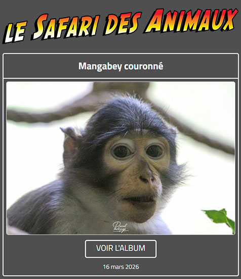 MANGABEY COURONNÉ