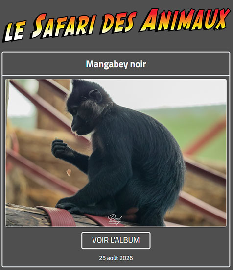 MANGABEY NOIR