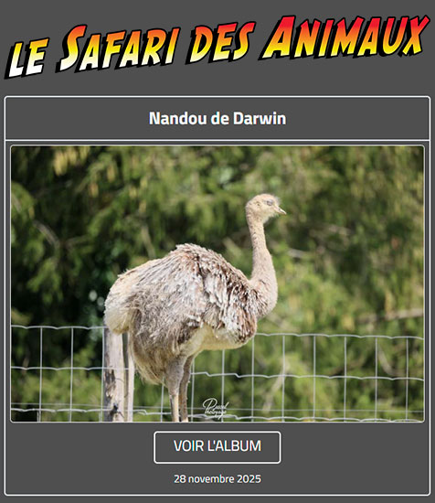 NANDOU DE DARWIN