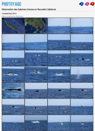 Baleines à bosse en Nouvelle Calédonie