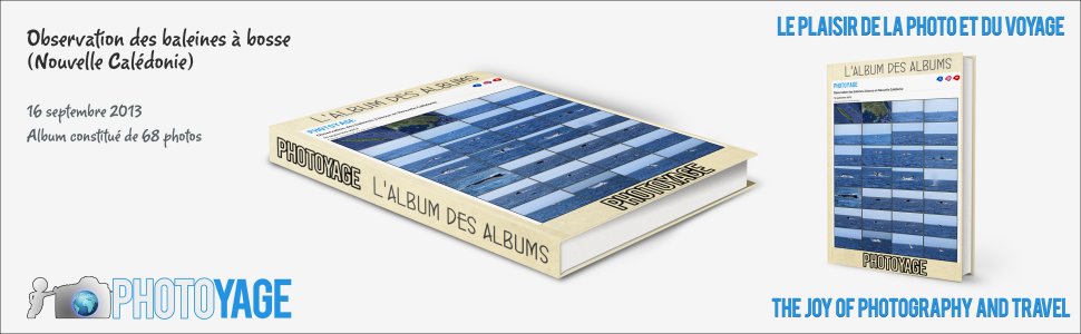 Baleine à bosse en Nouvelle Calédonie