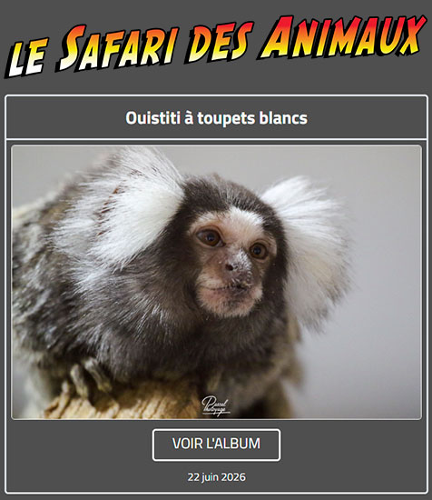 OUISTITI À TOUPETS BLANCS