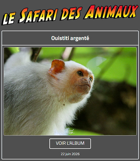 OUISTITI ARGENTÉ