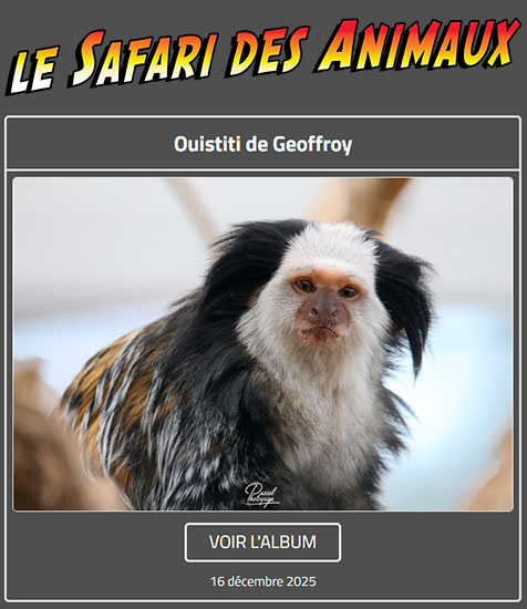 OUISTITI DE GEOFFROY
