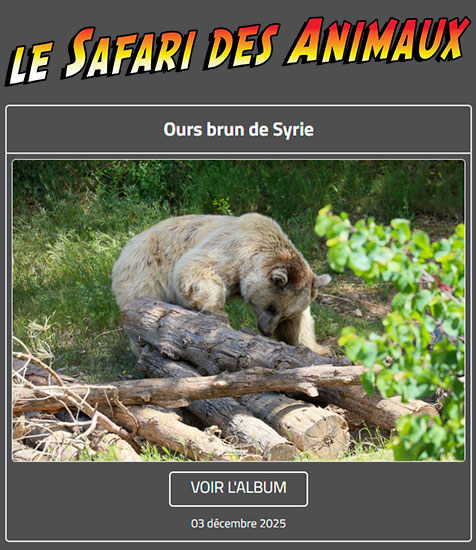 OURS BRUN DE SYRIE