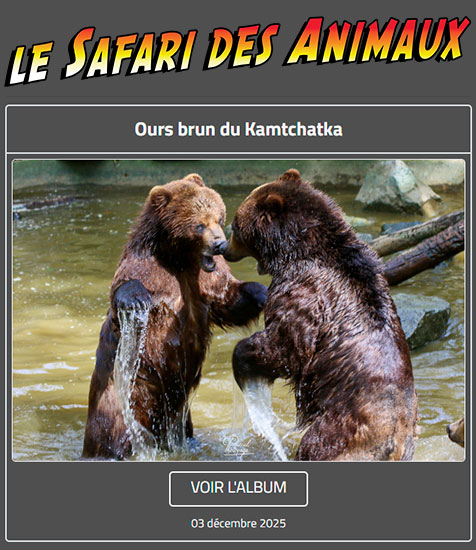 OURS BRUN DU KAMTCHATKA