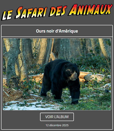 OURS NOIR D'AMÉRIQUE