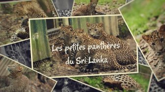 Les petites panthères du Sri Lanka du Parc des félins