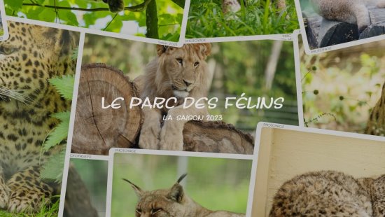 PArc des félins 2023 résumé en 100 photos