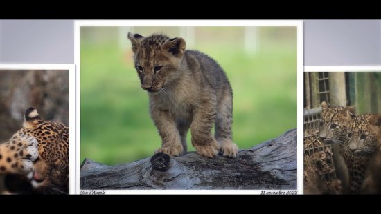 parc_des_felins_-_memories_slideshow_cc2023.mp4_snapshot_00.40.400.jpg