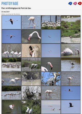 Parc ornithologique de Pont de Gau - 24 mai 2021