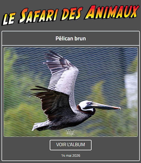 PÉLICAN BRUN