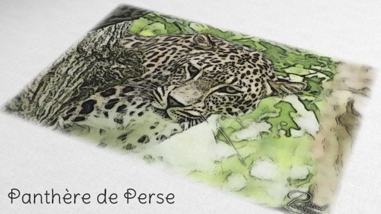 Quelques dessins de félins