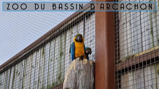 Les perroquets du zoo du bassin d'Arcachon