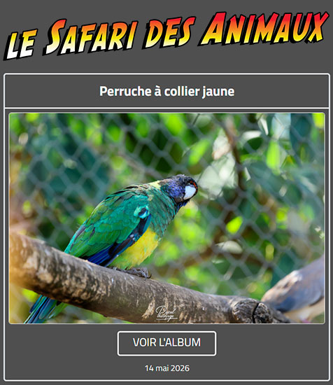PERRUCHE À COLLIER JAUNE