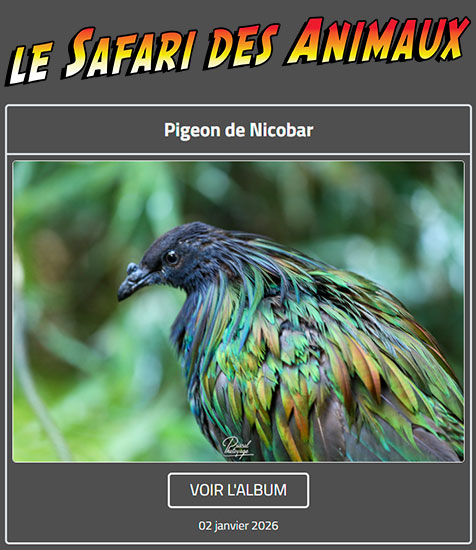 PIGEON DE NICOBAR