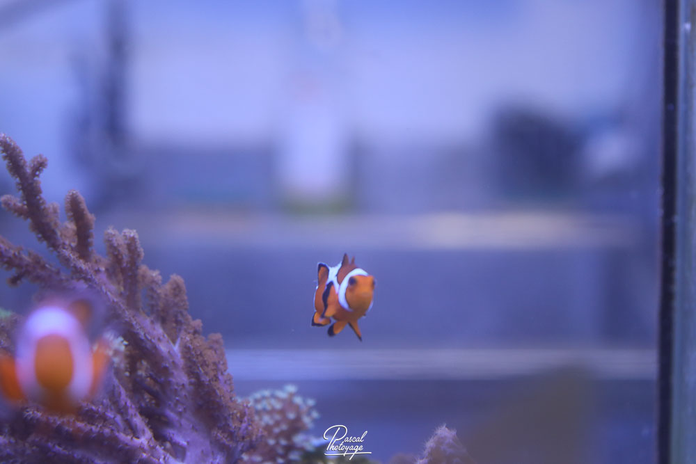 Poisson-clown à trois bandes