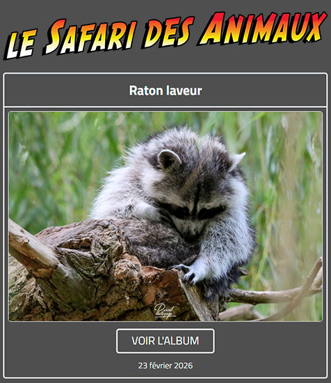 RATON LAVEUR