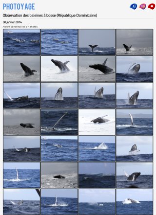 Baleines à bosse en République Dominicaine - 30 janvier 2014