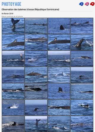 Baleines à bosse en République Dominicaine - 04 février 2019