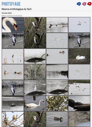 Réserve ornithologique du Teich - 18 mars 2022
