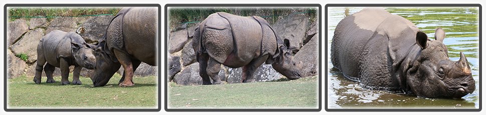 Rhinocéros indien