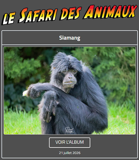 SIAMANG