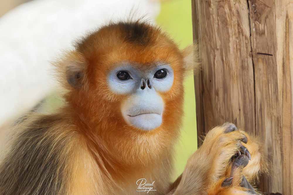 Singe doré