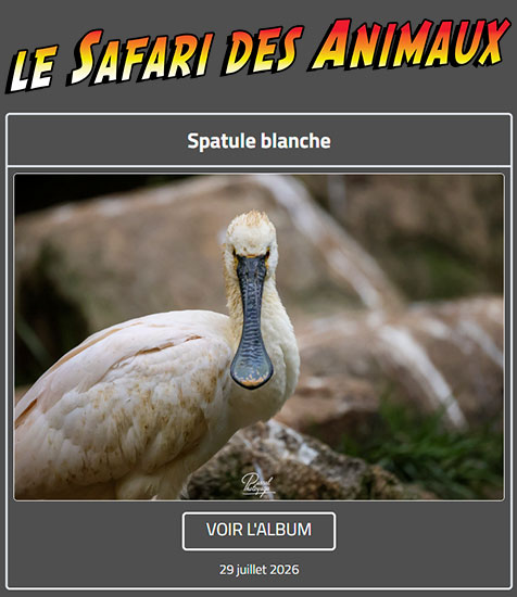SPATULE BLANCHE