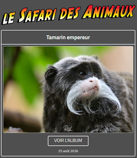 TAMARIN EMPEREUR