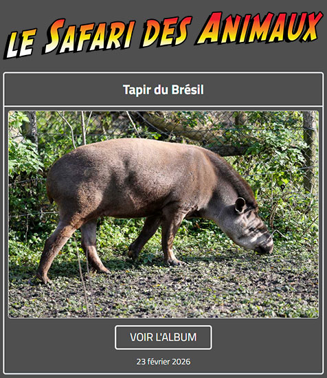 TAPIR DU BRÉSIL