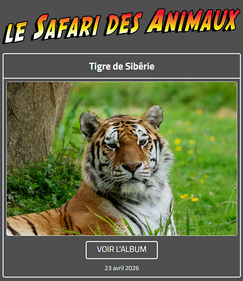 TIGRE DE SIBÉRIE