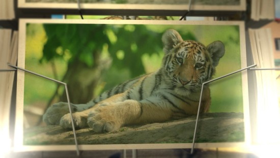 Les petits tigres de Sibérie - 02 mai 2026