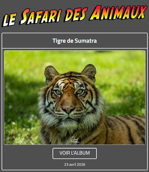 TIGRE DE SUMATRA