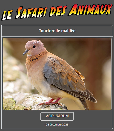 TOURTERELLE MAILLÉE