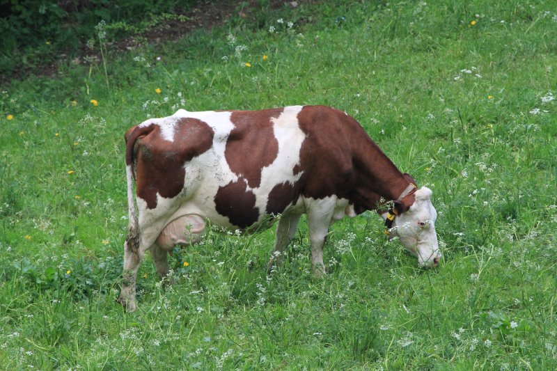 vaches_-_014.jpg