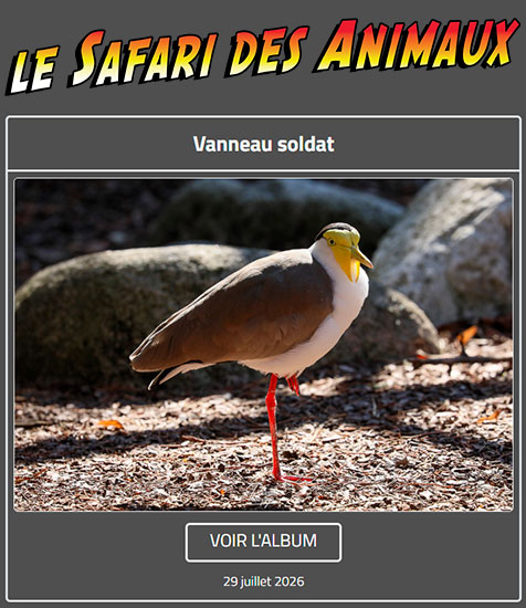 VANNEAU SOLDAT