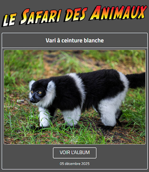 VARI À CEINTURE BLANCHE