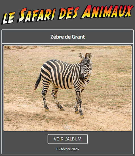 ZÈBRE DE GRANT
