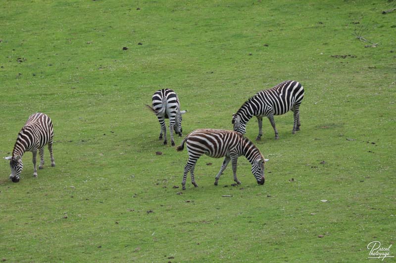 Zoo de La Boissière du Doré