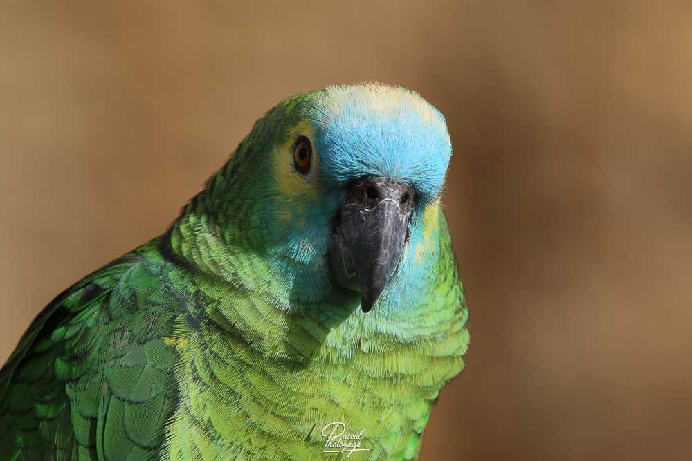 Amazone à front bleu