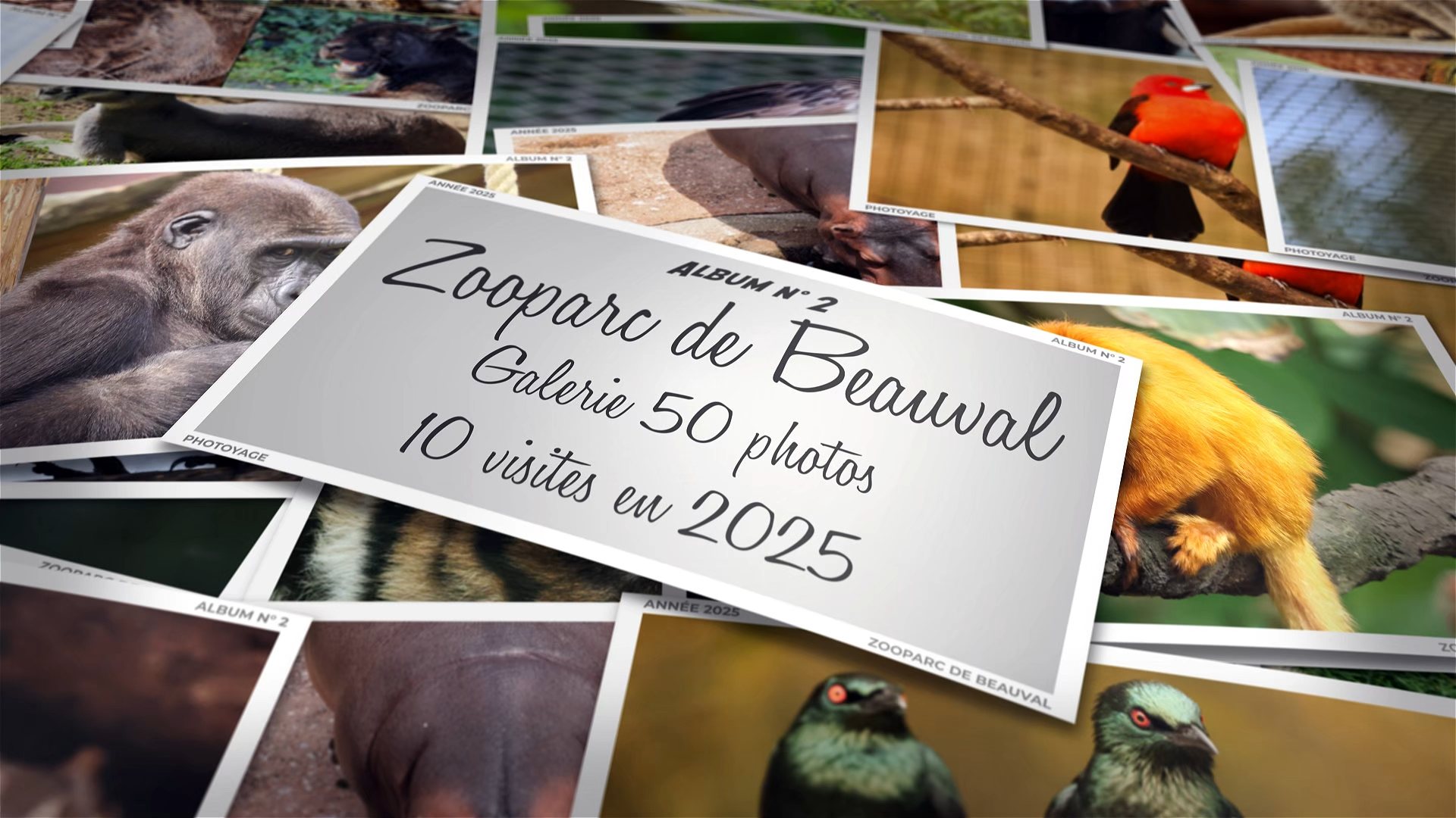 Zooparc de Beauval - Année 2025 - Album 02