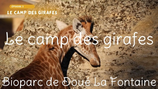 Le camp des girafes (Bioparc de Doué la Fontaine) Épisode 2 Le camp des girafes (Bioparc de Doué la Fontaine) Épisode 2