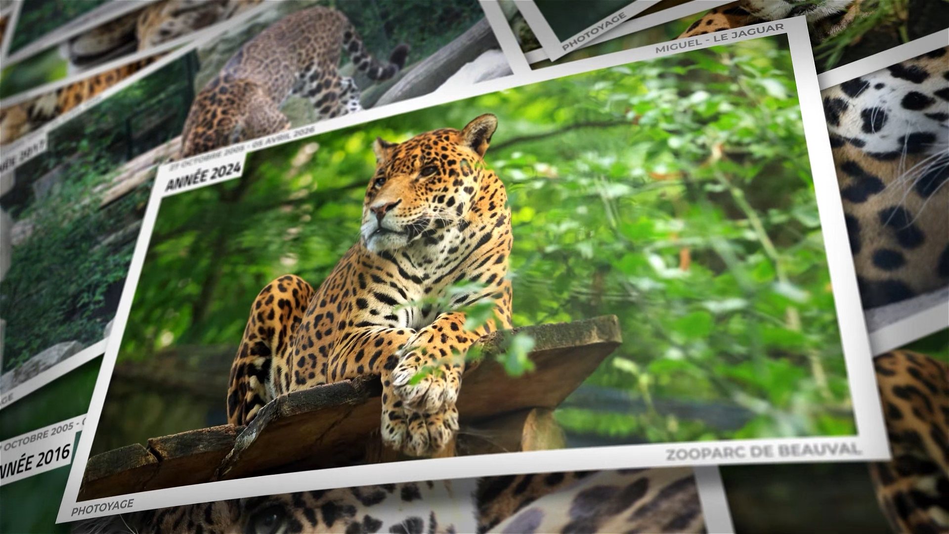 Miguel - le jaguar du Zooparc de Beauval
