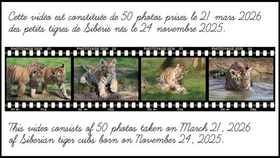 Les petits tigres de Sibérie du Lumigny Safari Reserve - 21 mars 2026